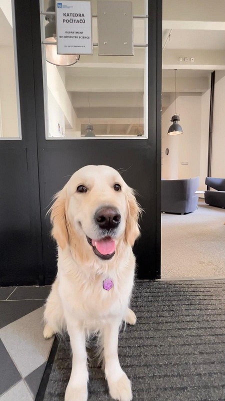 Amy the Office Dog